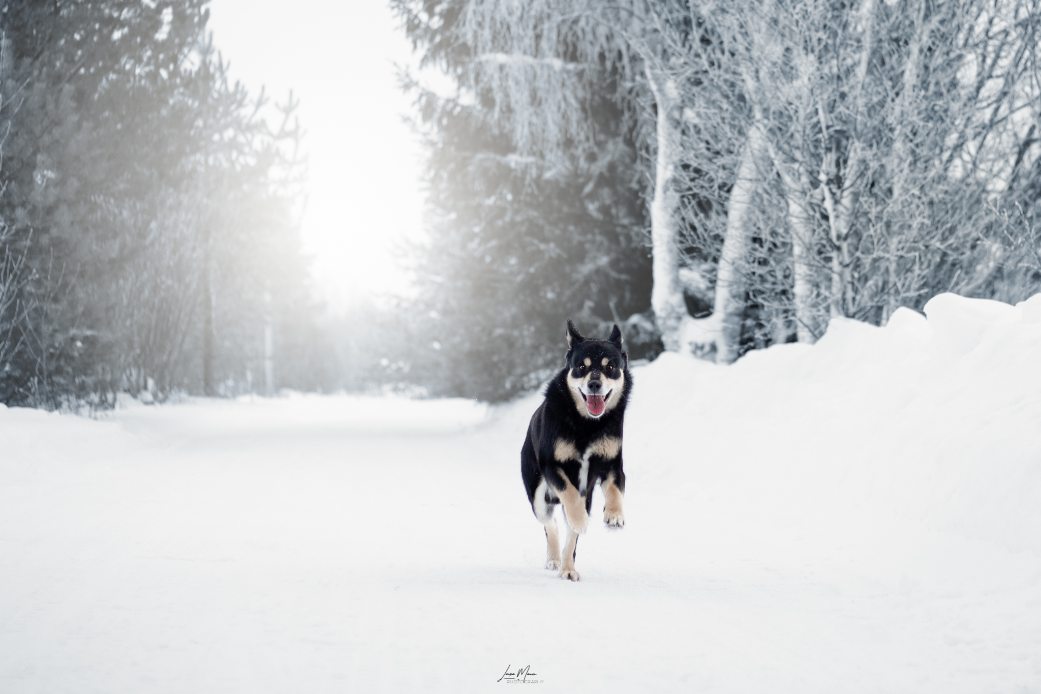 koira_pääkuva